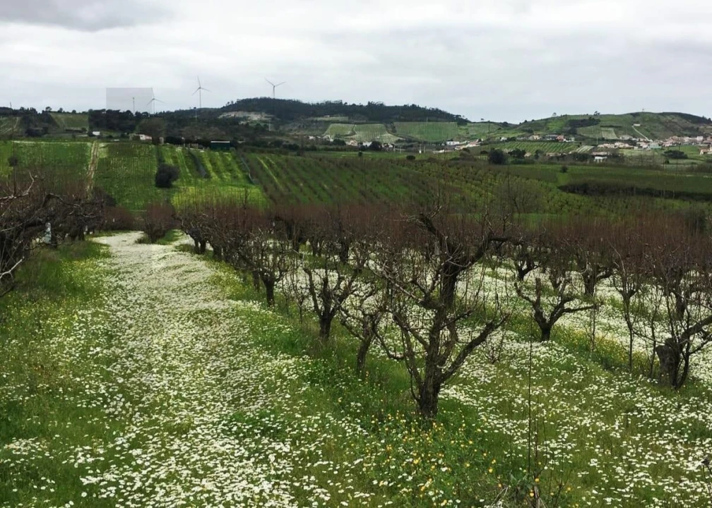 Terreno para Venda em Freiria Foto 26