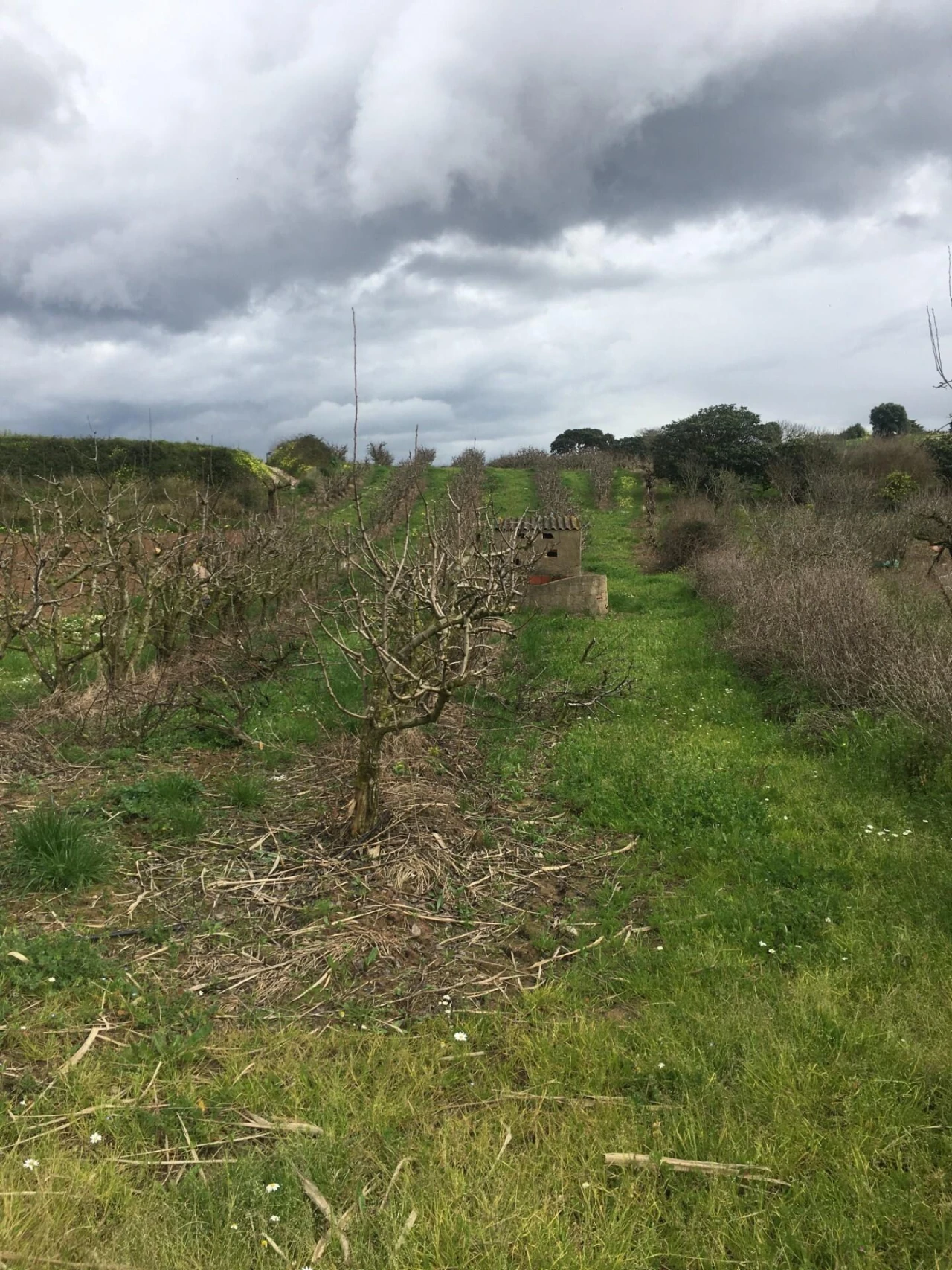 Terreno para Venda em Freiria Foto 4