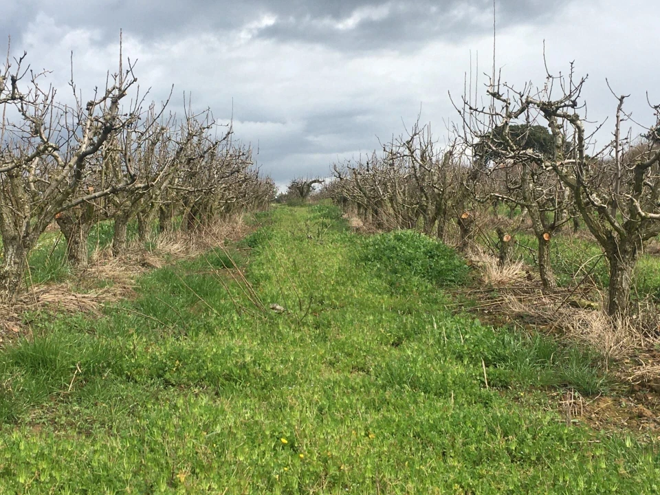 Terreno para Venda em Freiria Foto 11