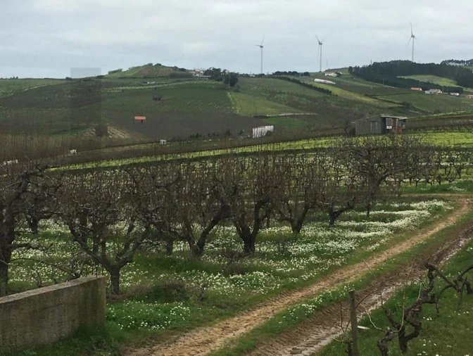 Terreno para Venda em Freiria Foto 23