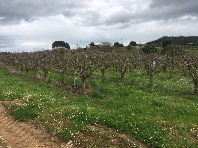 Terreno para Venda em Freiria Foto 16
