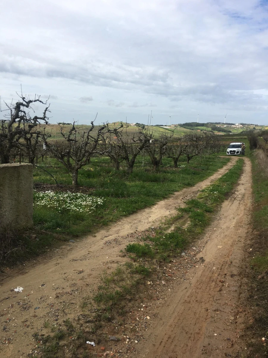 Terreno para Venda em Freiria Foto 21