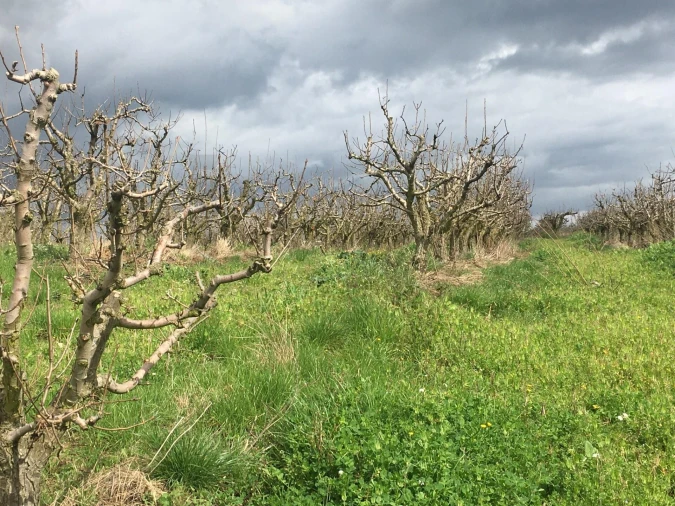 Terreno para Venda em Freiria Foto 10
