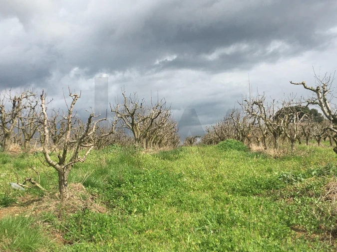 Terreno para Venda em Freiria Foto 9