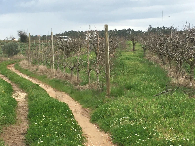 Terreno para Venda em Freiria Foto 14