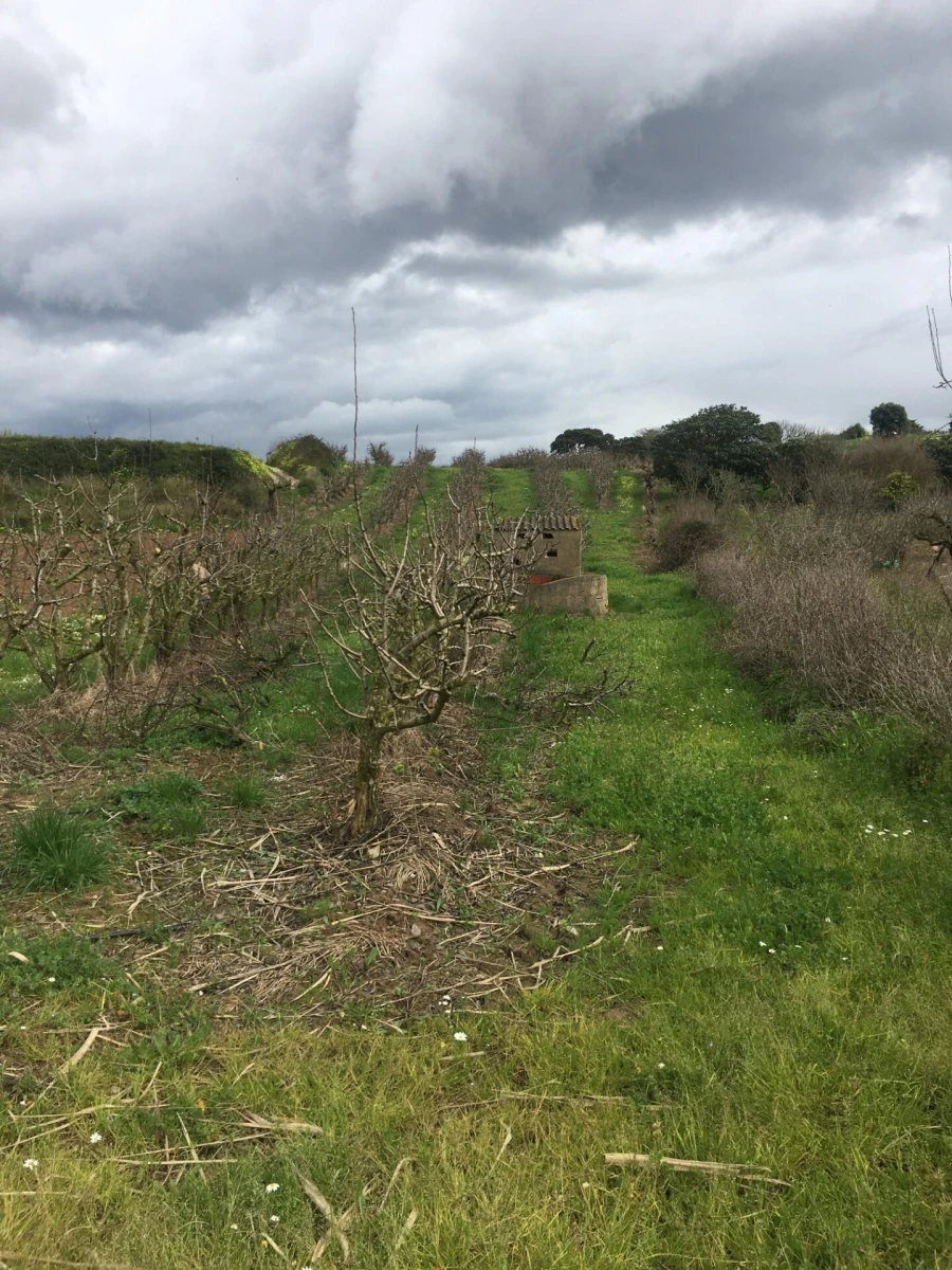 Terreno para Venda em Freiria Foto 4