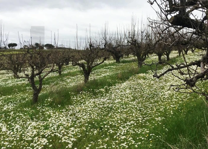 Terreno para Venda em Freiria Foto 25