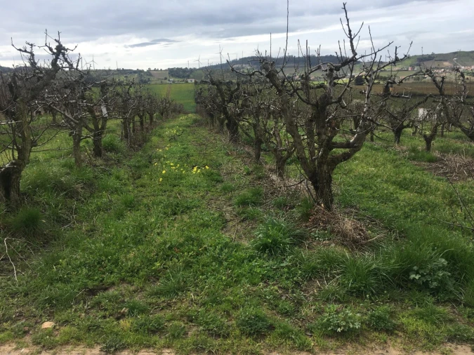 Terreno para Venda em Freiria Foto 19
