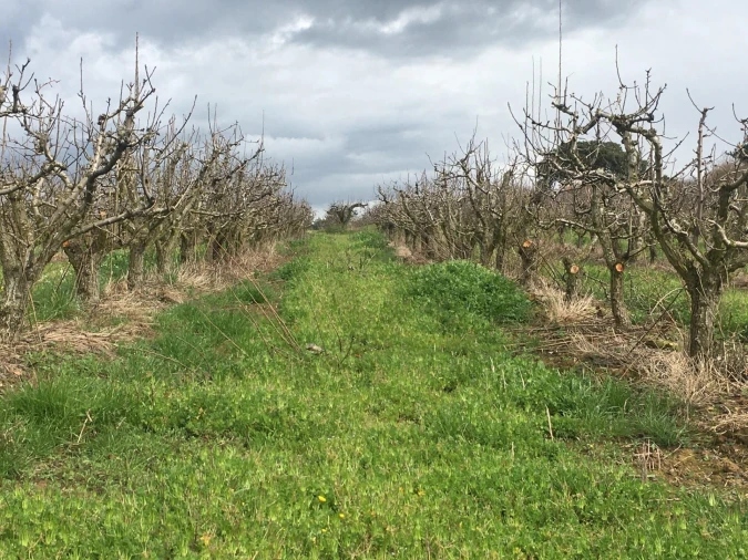 Terreno para Venda em Freiria Foto 11