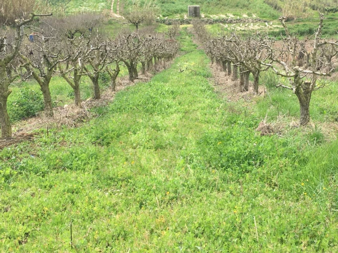 Terreno para Venda em Freiria Foto 13