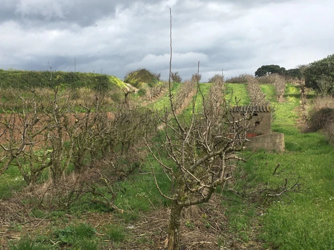 Terreno para Venda em Freiria Foto 1