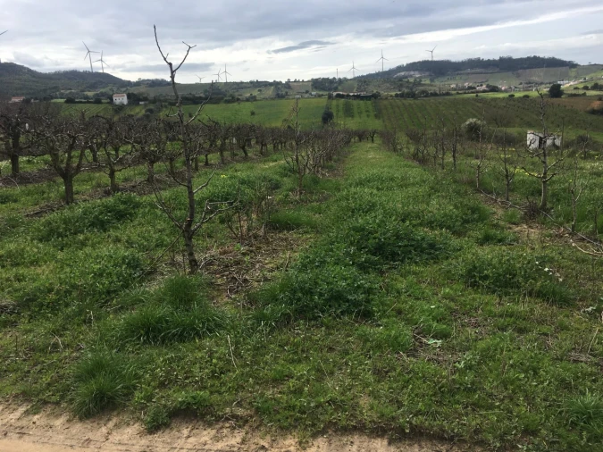 Terreno para Venda em Freiria Foto 20