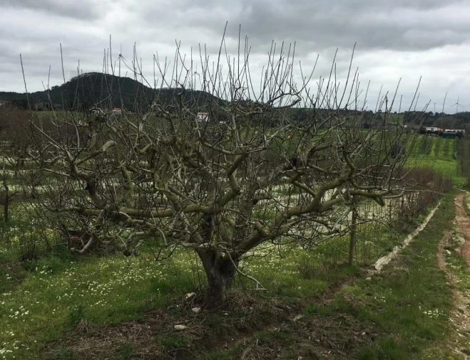 Terreno para Venda em Freiria Foto 22
