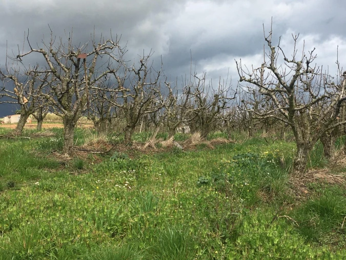 Terreno para Venda em Freiria Foto 12