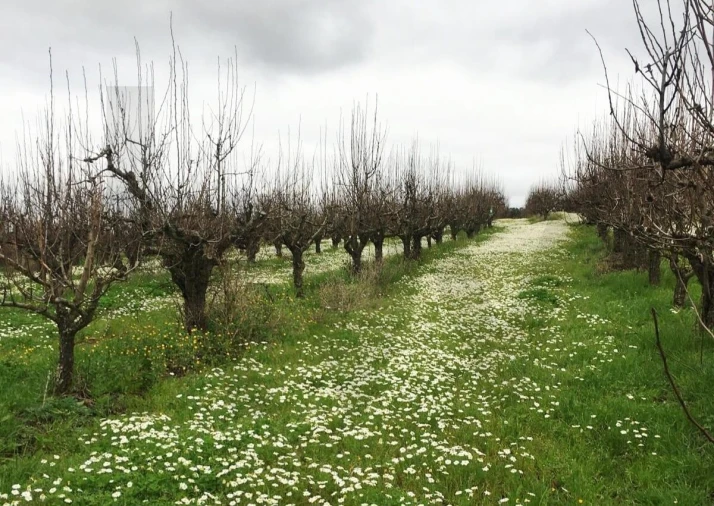 Terreno para Venda em Freiria Foto 24