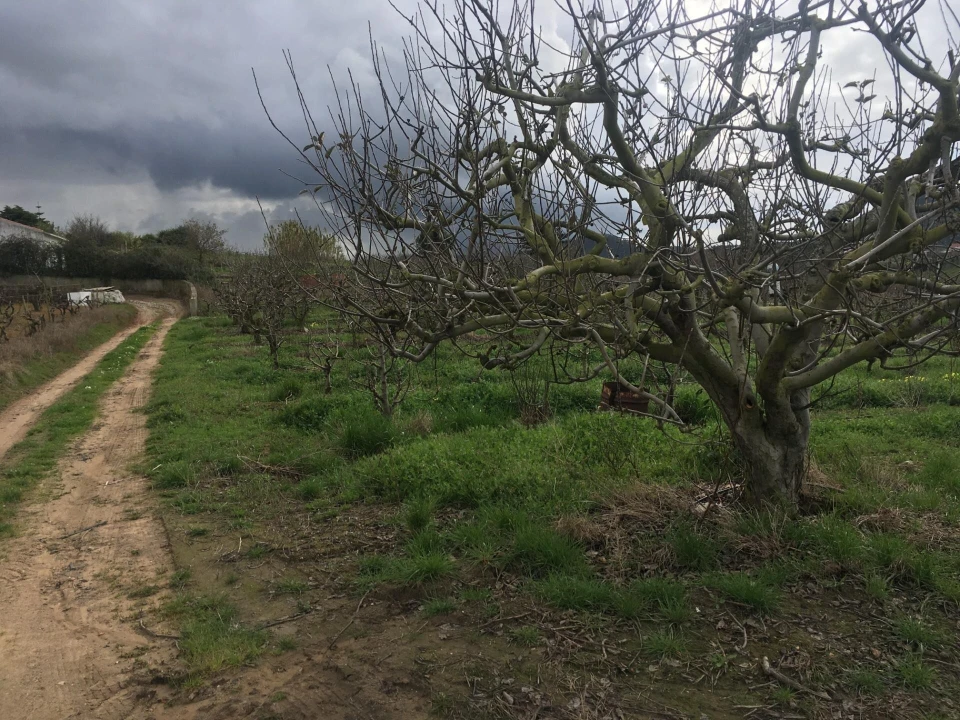 Terreno para Venda em Freiria Foto 18