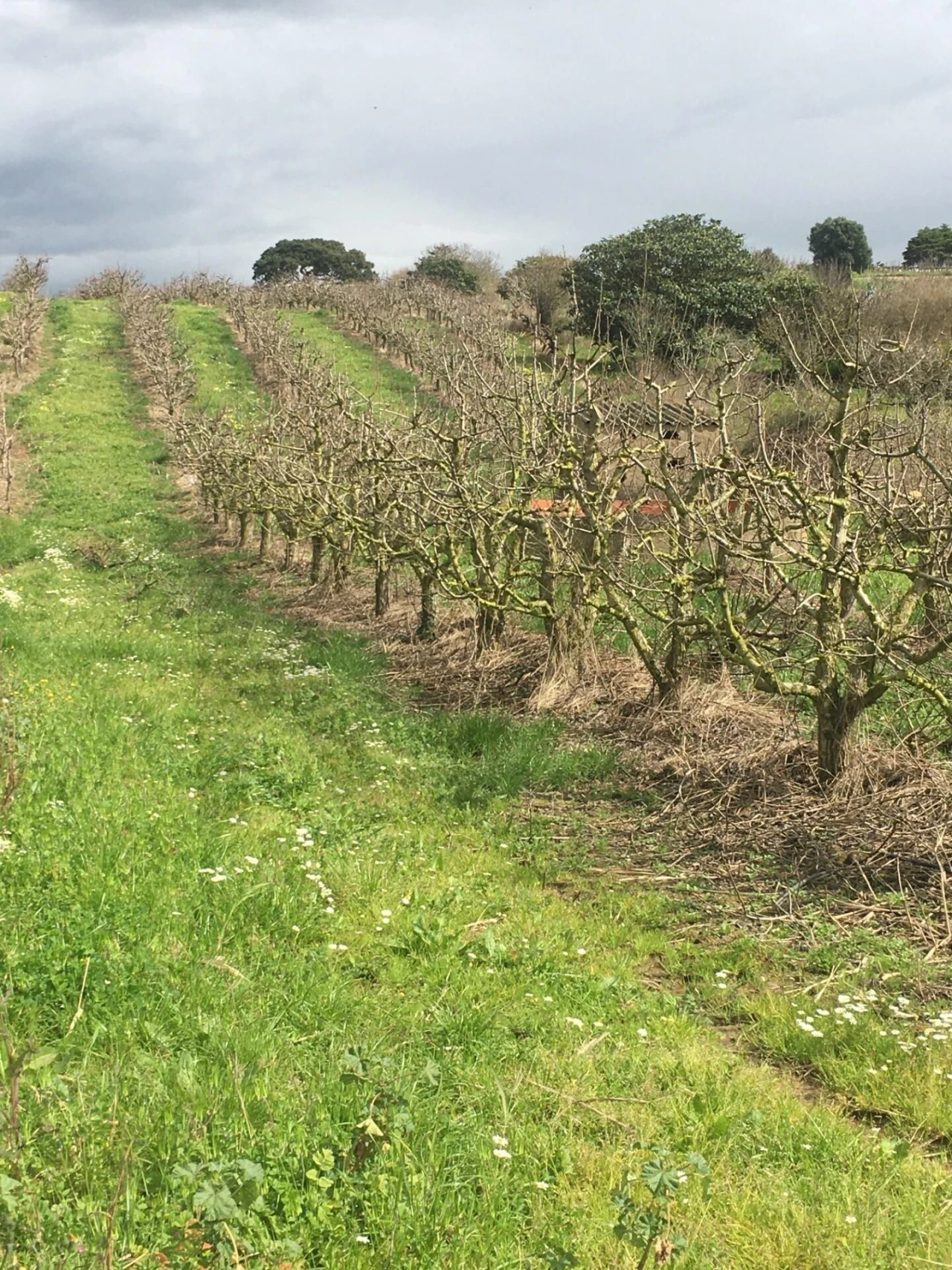 Terreno para Venda em Freiria Foto 6