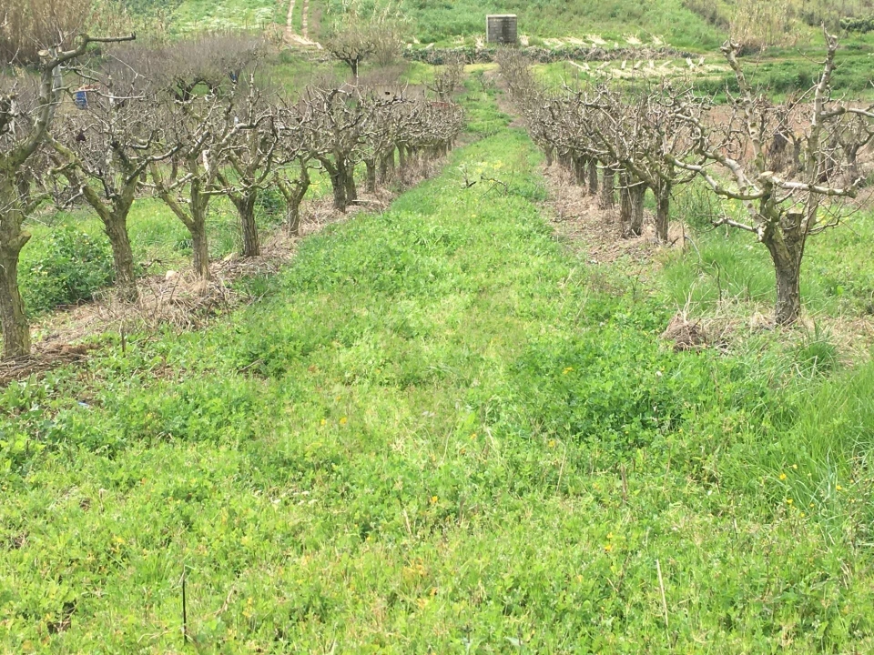 Terreno para Venda em Freiria Foto 13