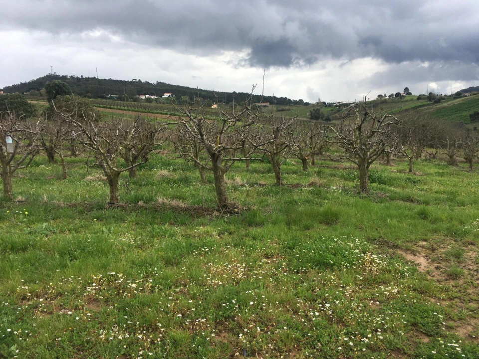 Terreno para Venda em Freiria Foto 15
