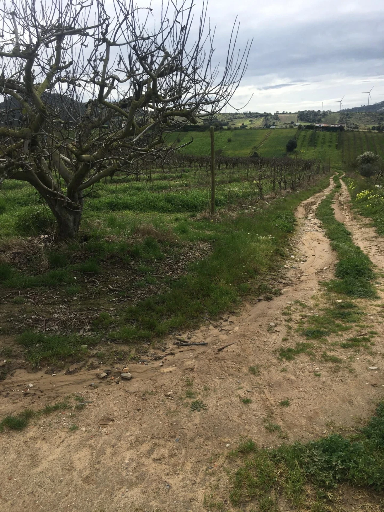 Terreno para Venda em Freiria Foto 17