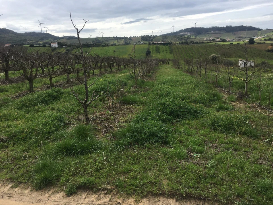 Terreno para Venda em Freiria Foto 20