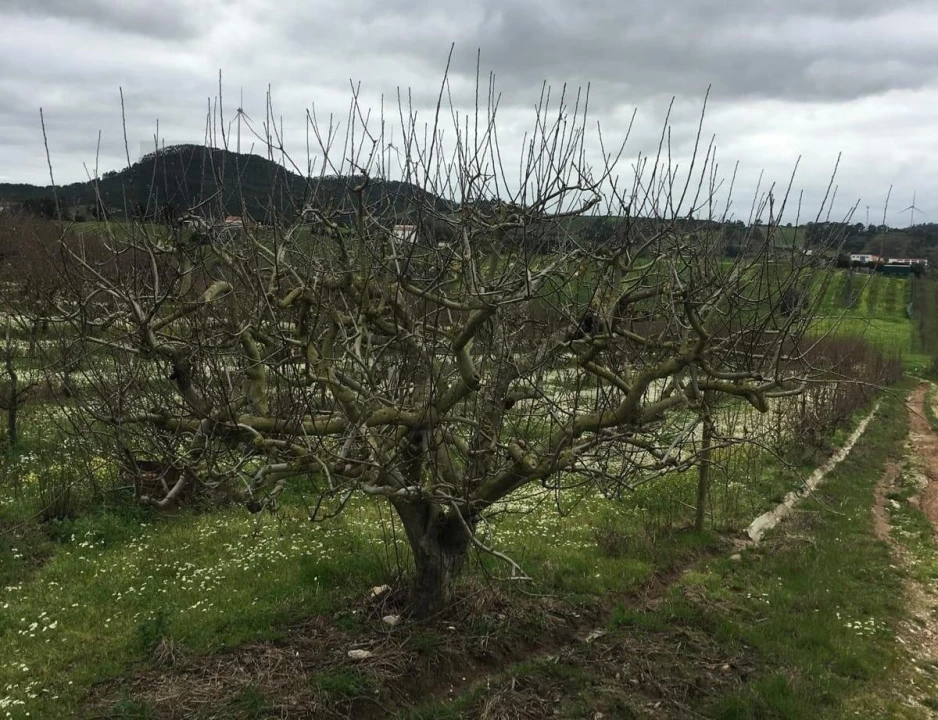Terreno para Venda em Freiria Foto 22