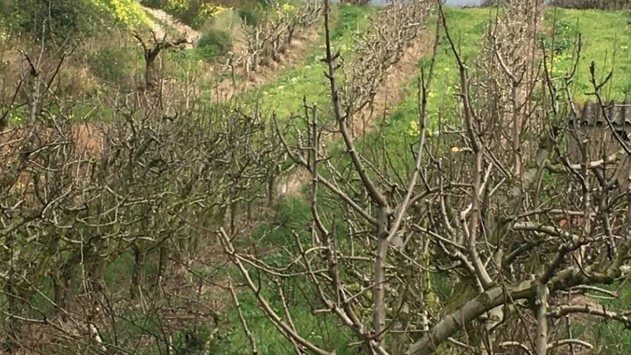 Terreno para Venda em Freiria