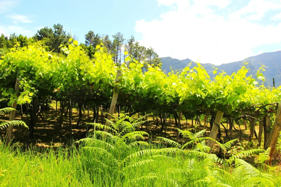 Terreno para Venda em São Vicente Foto 9