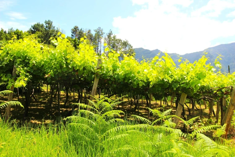 Terreno para Venda em São Vicente Foto 9