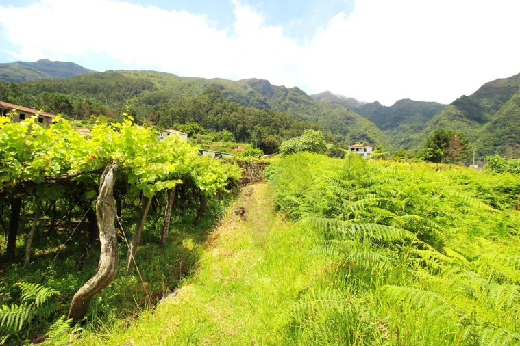 Terreno para Venda em São Vicente Foto 15