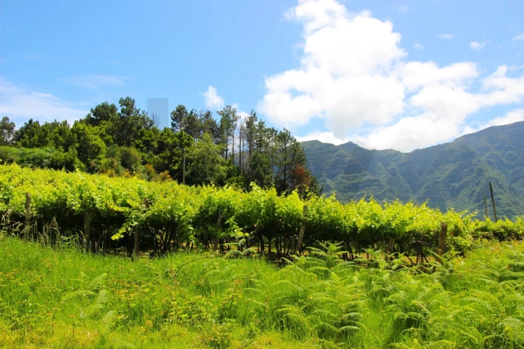 Terreno para Venda em São Vicente Foto 7