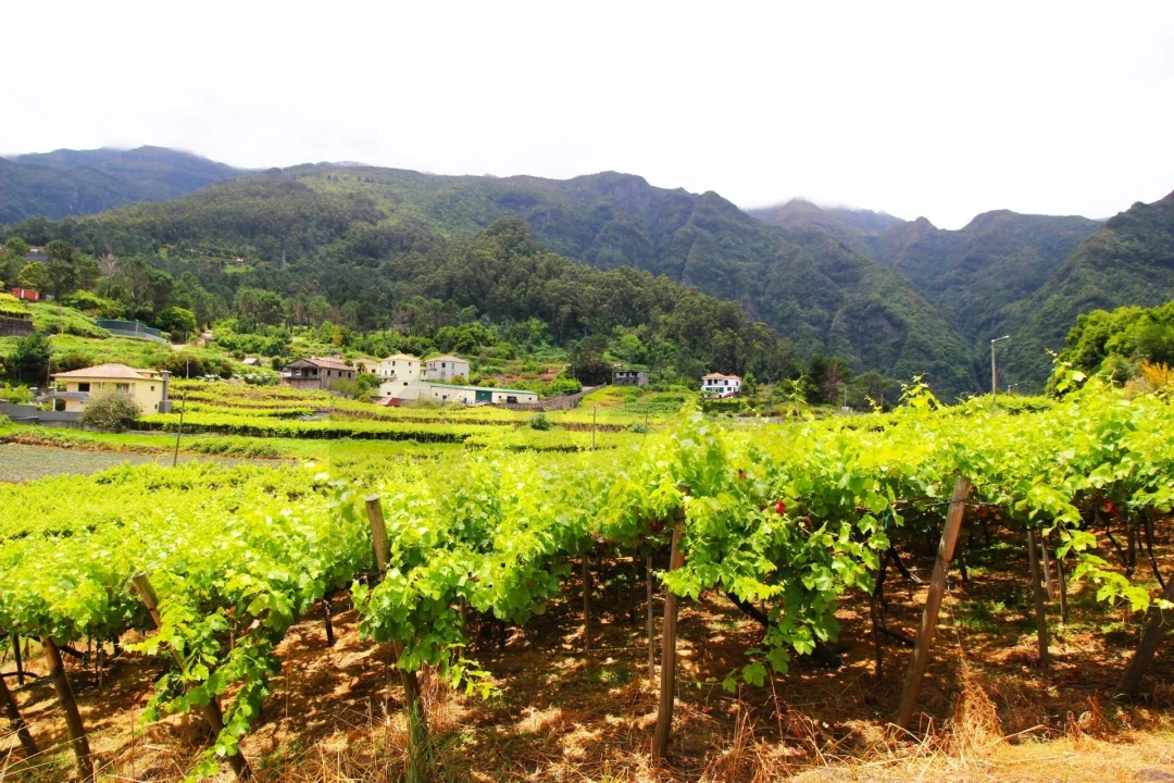 Terreno para Venda em São Vicente Foto 28