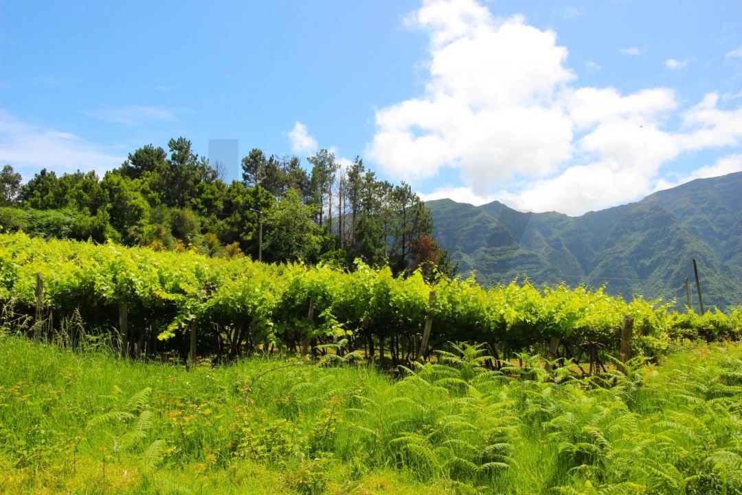Terreno para Venda em São Vicente Foto 7