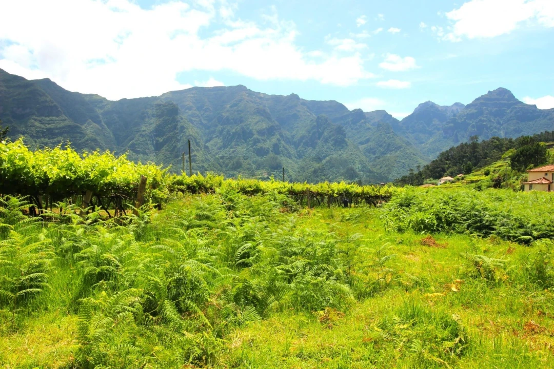 Terreno para Venda em São Vicente Foto 8