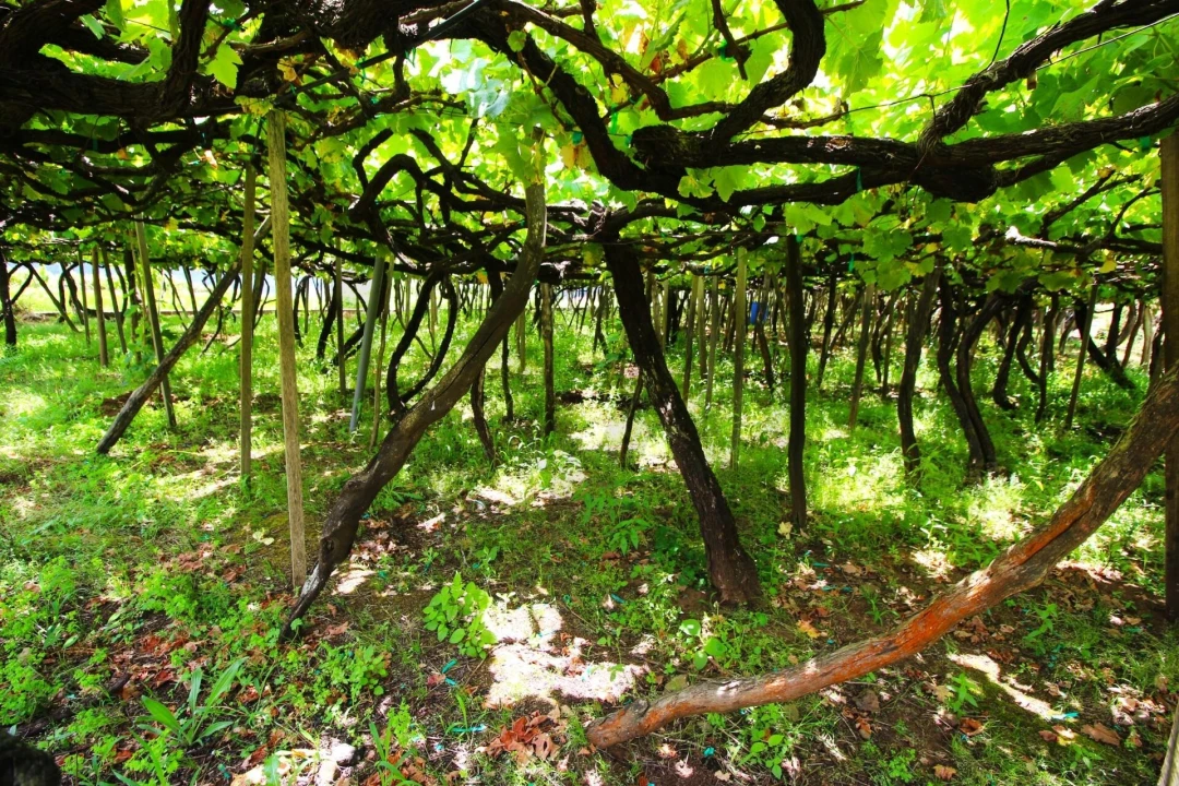 Terreno para Venda em São Vicente Foto 12