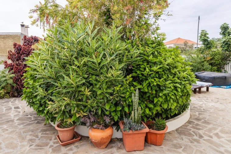 Moradia T2 para Venda em Porto Santo Foto 52