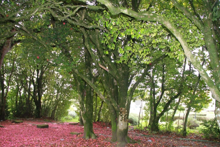 Quinta T5 para Venda em Boa Aldeia, Farminhão e Torredeita Foto 27
