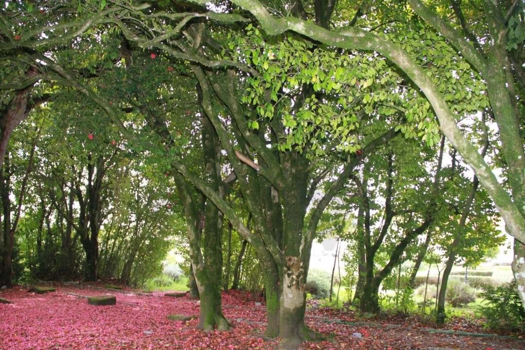 Quinta T5 para Venda em Boa Aldeia, Farminhão e Torredeita Foto 27