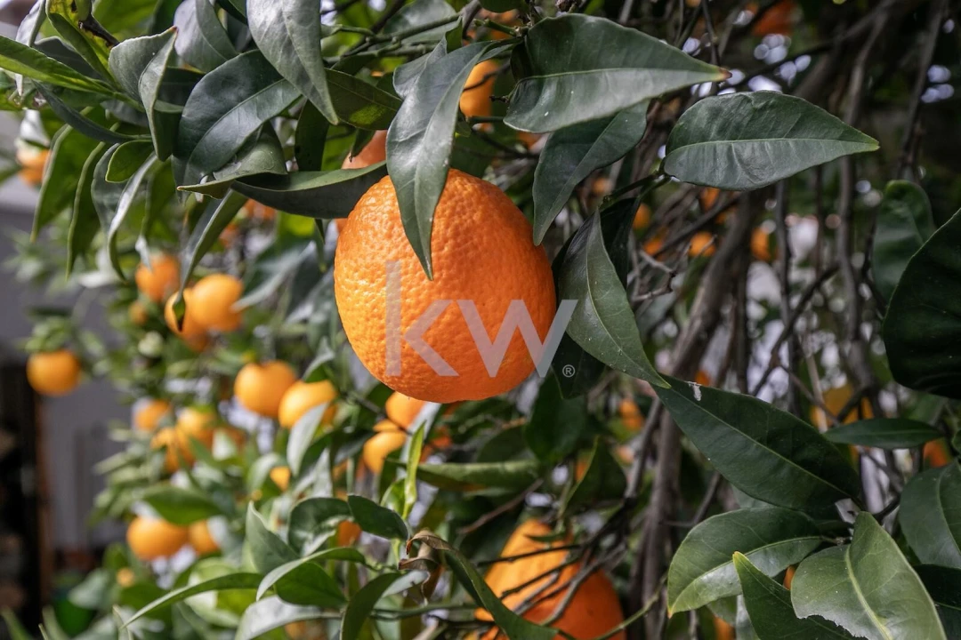 Moradia T5 para Venda em Vaiamonte Foto 28