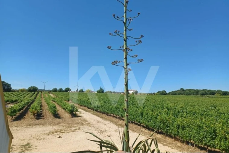 Quinta T4 para Venda em Carvoeira e Carmões Foto 13