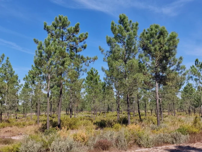 Terreno para Venda em Corroios Foto 3