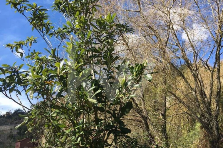 Terreno para Venda em Foz do Sousa e Covelo Foto 22