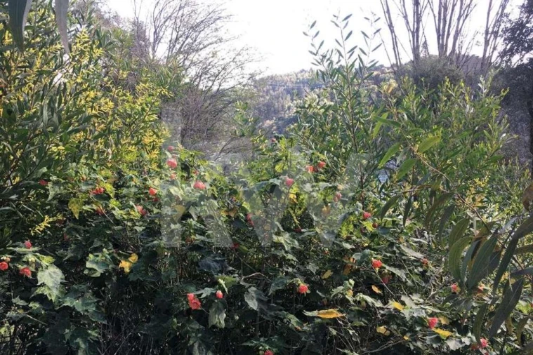 Terreno para Venda em Foz do Sousa e Covelo Foto 14