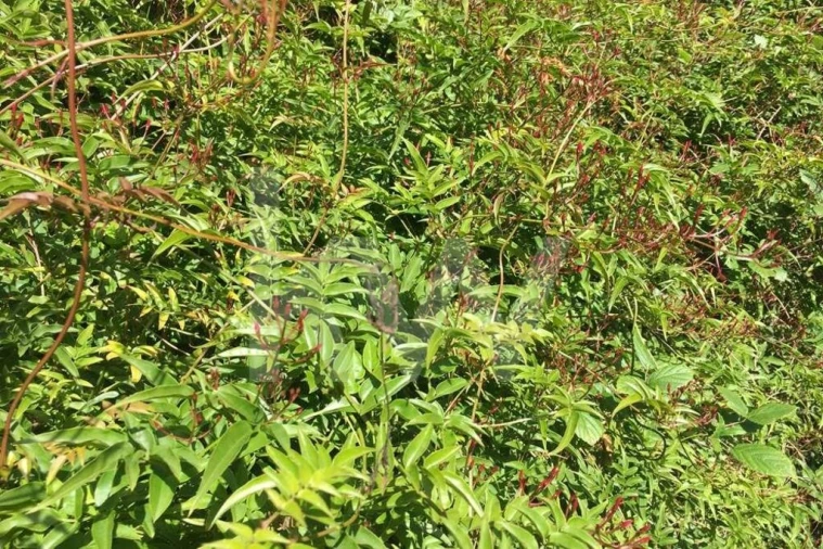 Terreno para Venda em Foz do Sousa e Covelo Foto 18