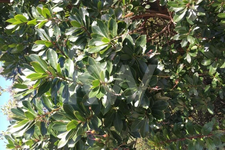 Terreno para Venda em Foz do Sousa e Covelo Foto 15