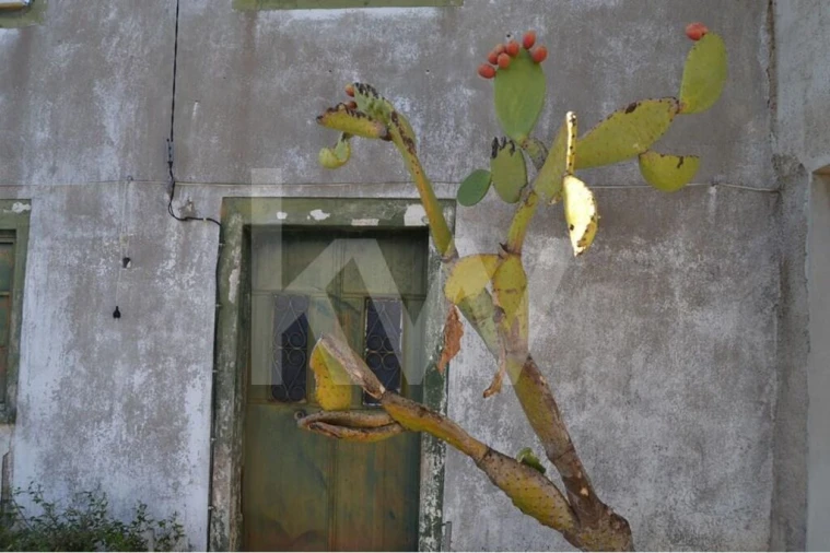 Quinta T4 para Venda em Ladoeiro Foto 8