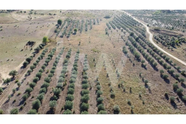 Quinta T4 para Venda em Ladoeiro Foto 67