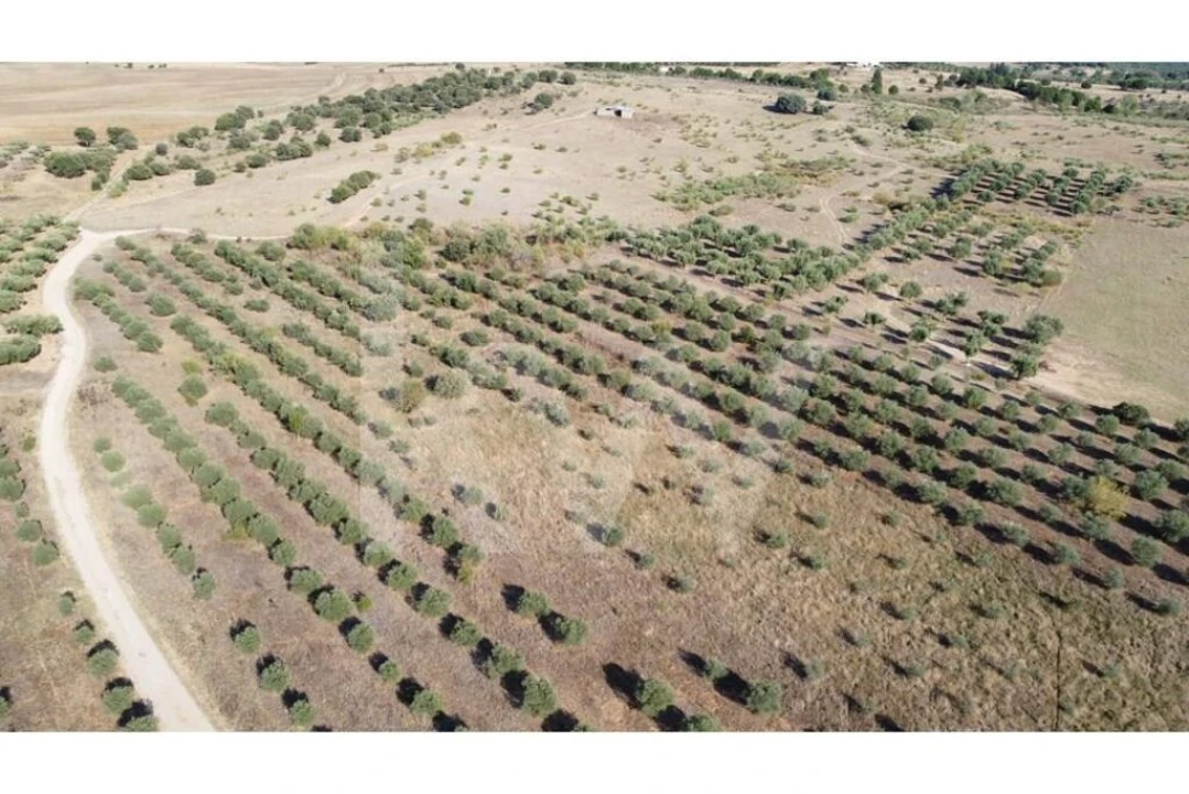 Quinta T4 para Venda em Ladoeiro Foto 85