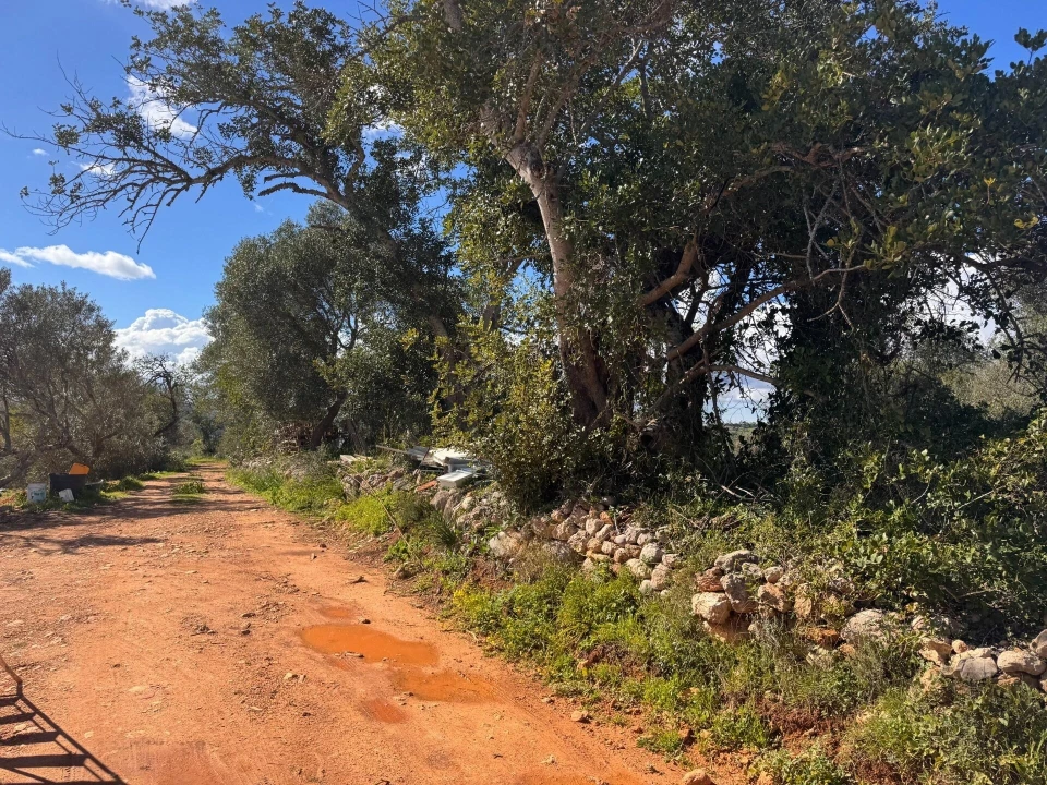 Terreno para Venda em São Bartolomeu de Messines Foto 14