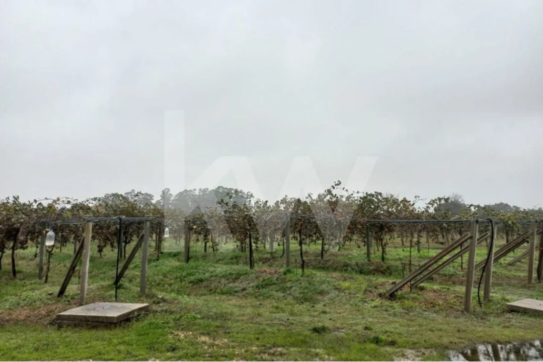 Terreno para Venda em Cadima Foto 15
